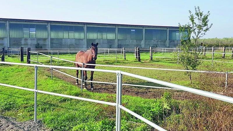 Cavallo scalcia, 13enne grave