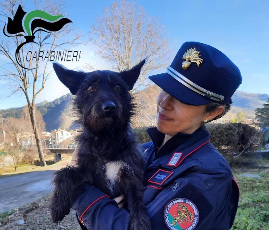 Allevamento abusivo di cani: denuncia e multa da oltre 5mila euro
