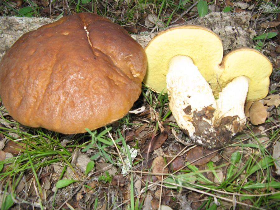 
	Un fungo del genere Leccinum, commestibile ma da cucinare con determinate attenzioni

