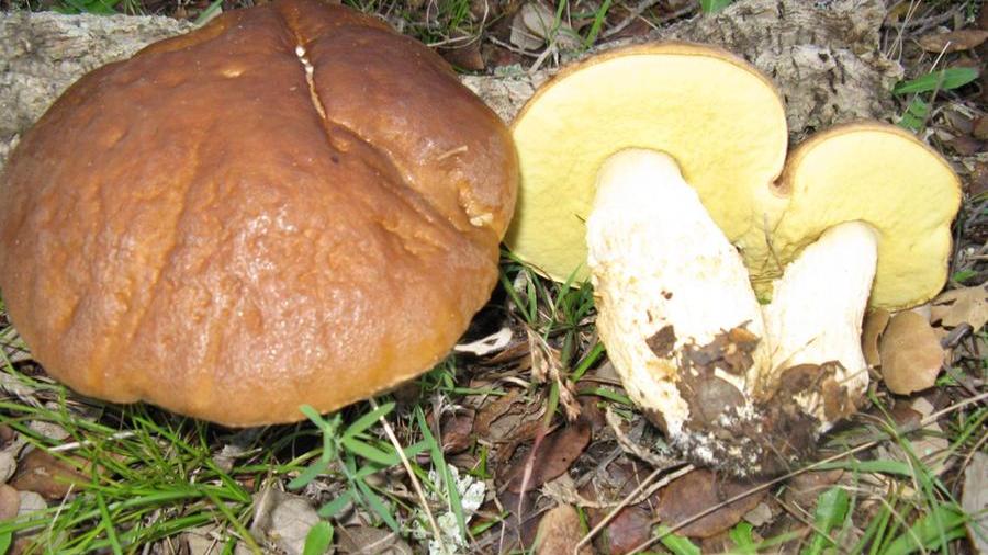 Un fungo del genere Leccinum, commestibile ma da cucinare con determinate attenzioni