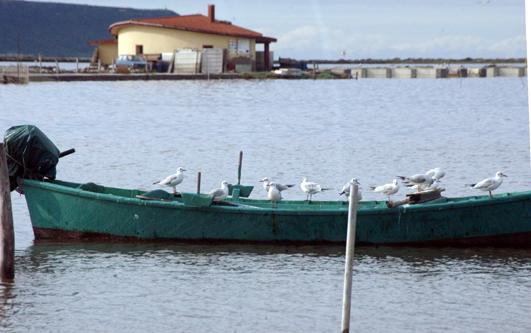 
	Uno scorcio dello stagno di Corru s'ittiri

