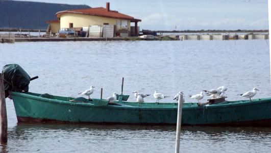 Uno scorcio dello stagno di Corru s'ittiri