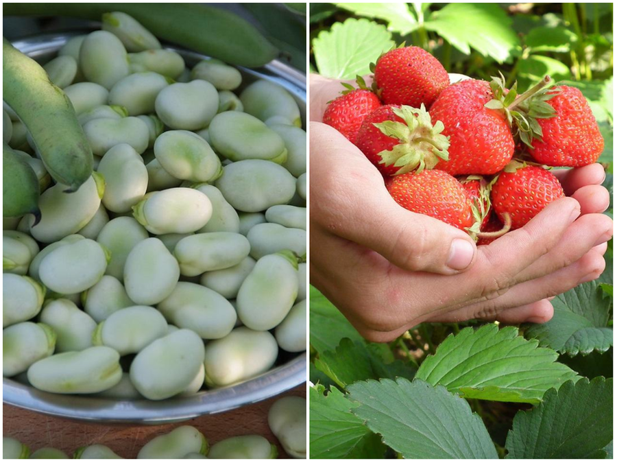 Per fave e fragole è già primavera: il clima caldo riscrive le stagioni in Sardegna