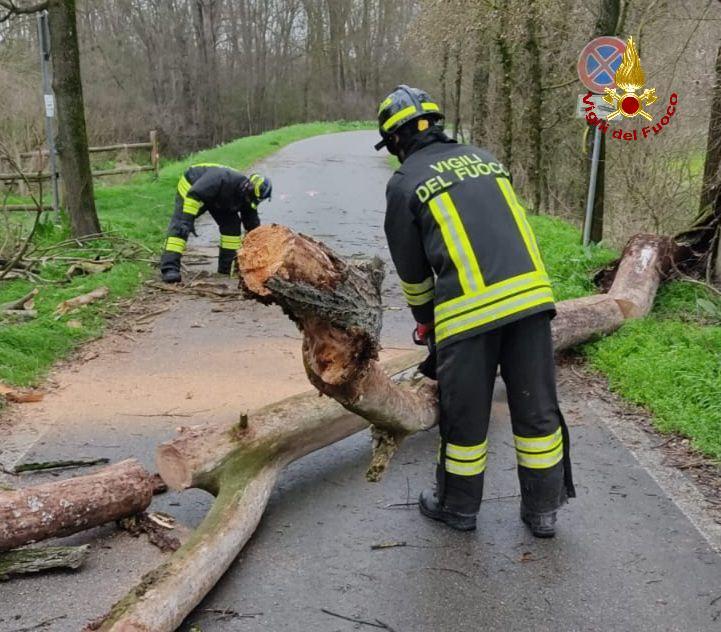 Maltempo, alberi caduti sulle strade a Gualtieri