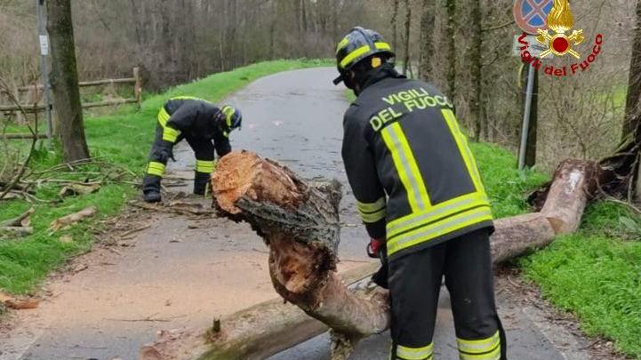 Maltempo, alberi caduti sulle strade a Gualtieri