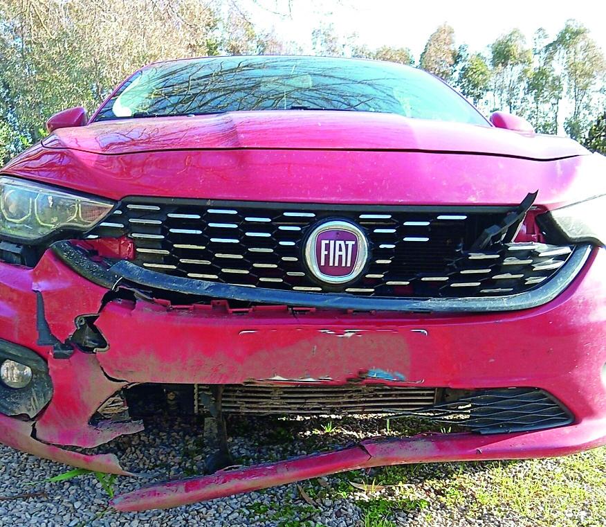 Alghero, auto prende in pieno un cinghiale: «Incidente frequente e rischioso» 
