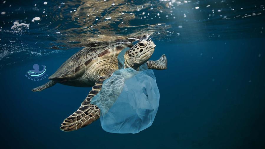 Una immagine simbolo dell'associazione Worldrise