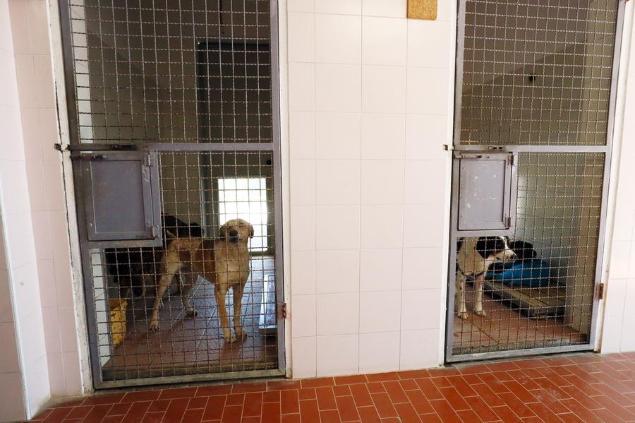 Portoverrara, il canile scoppia: troppi i sequestri e le rinunce