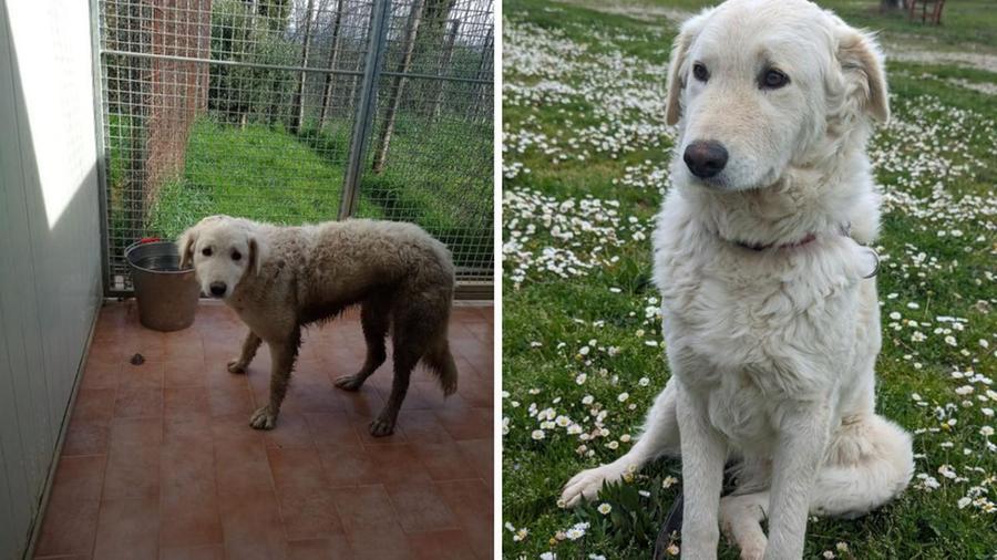A sinistra Chloe il giorno dell'arrivo a Lajatico e a destra dopo qualche giorno di permanenza