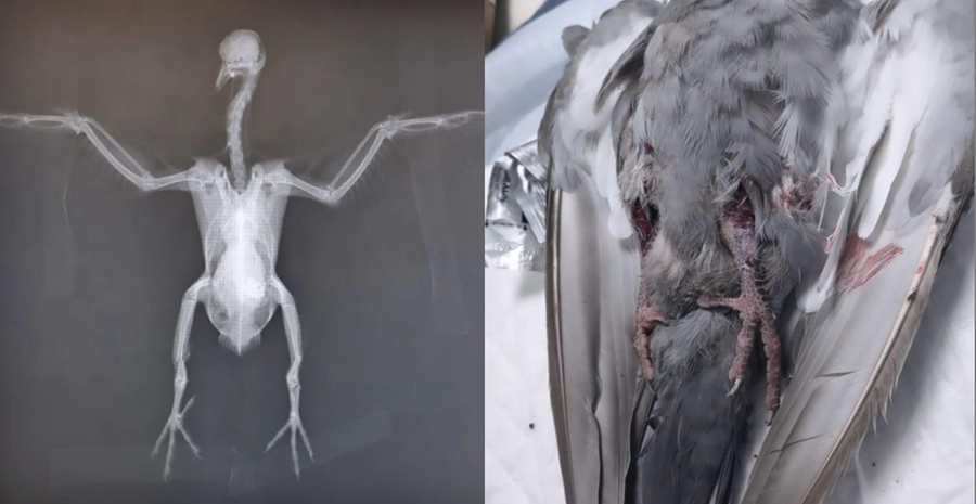 Sassari, piccione preso a bastonate e ucciso da un gruppo di ragazzini in piazza Mercato