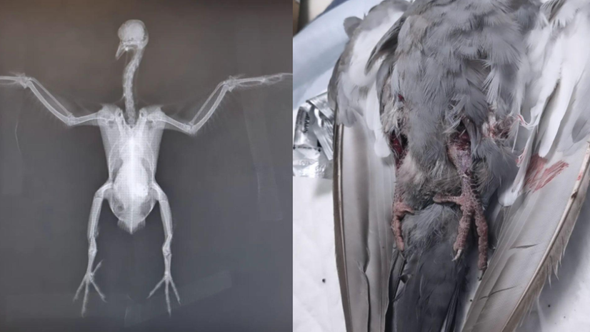 Sassari, piccione preso a bastonate e ucciso da un gruppo di ragazzini in piazza Mercato