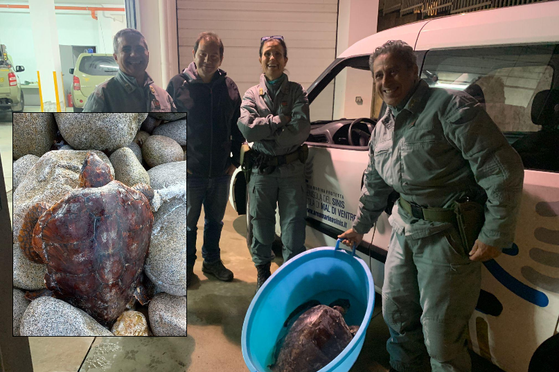 Arbus, caretta caretta finisce sugli scogli: una busta le aveva quasi tranciato una pinna