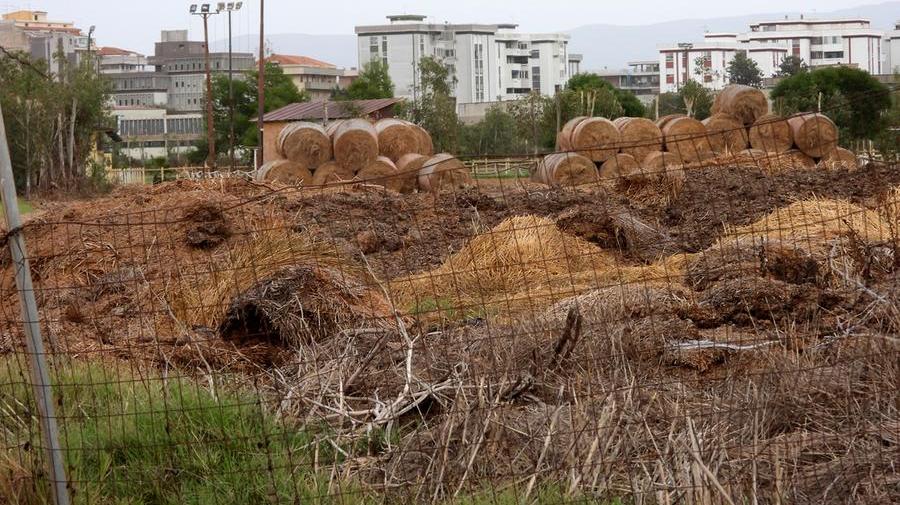 Il letame accumulato nei campi della SOE e ora smaltito