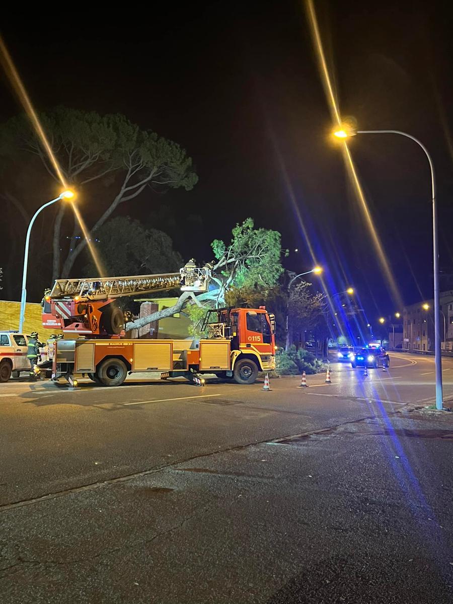 Carrara, cade un pino sul viale principale, per fortuna nessun ferito