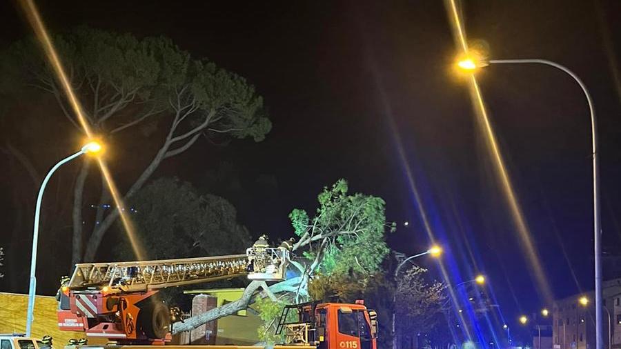 Carrara, cade un pino sul viale principale, per fortuna nessun ferito