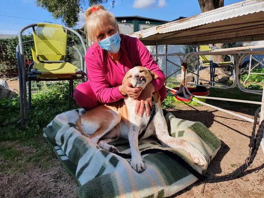 
	Nella foto un cane ferito al muso forse da una fucilata e di cui da anni si prende cura il canile della Lida


