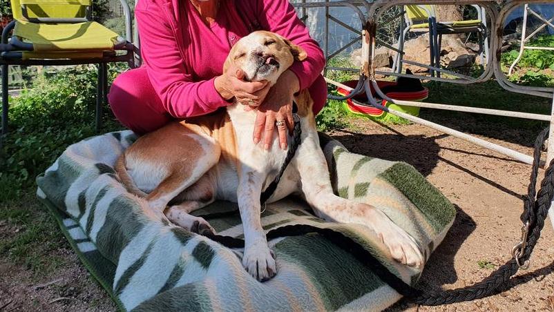 Nella foto un cane ferito al muso forse da una fucilata e di cui da anni si prende cura il canile della Lida