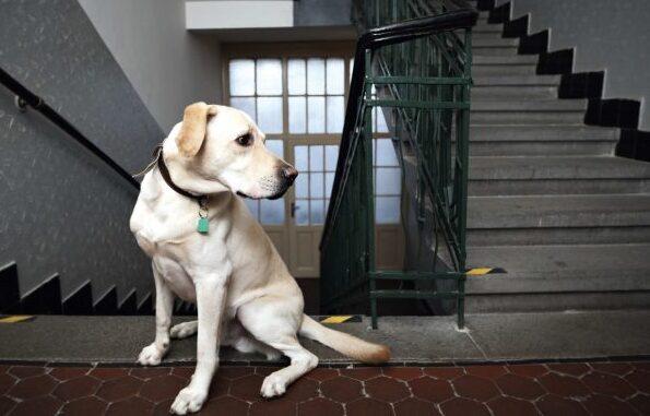 Cani nel condominio: i rumori, le aggressioni e l’igiene, «Vi spiego quando si può ricorrere alle vie legali»