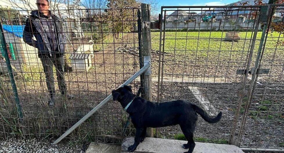 L’associazione “Nati liberi Versilia” raccoglie i video dei cani che hanno trovato una nuova famiglia e tante coccole