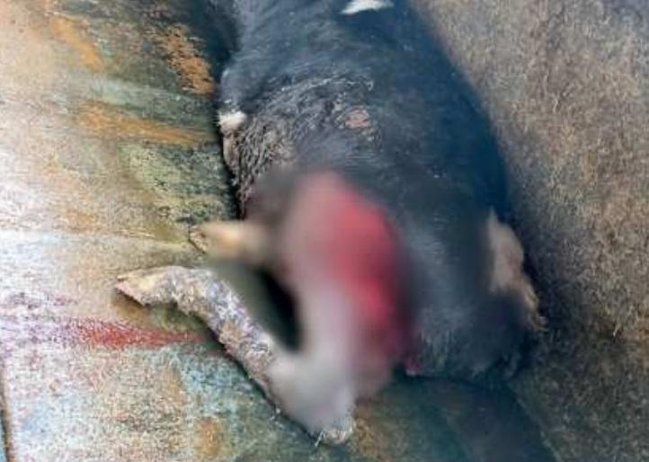 Formigine, attacco dei lupi al bestiame. La Coldiretti: «Tutelare le aziende»<br type="_moz" />
