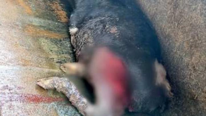 Formigine, attacco dei lupi al bestiame. La Coldiretti: «Tutelare le aziende»<br type="_moz" />