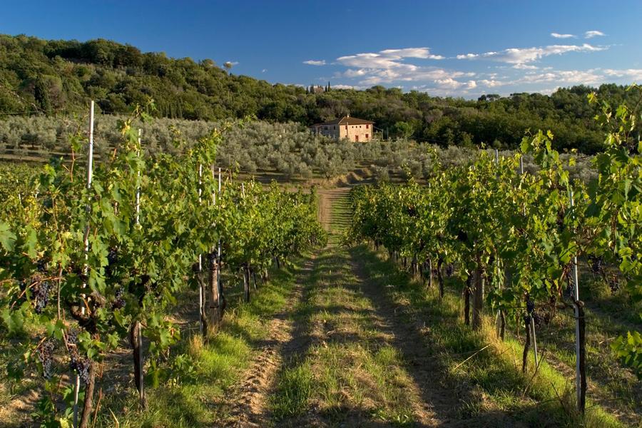 In Toscana sbloccati 6 milioni per i viticoltori: chi può richiedere i soldi