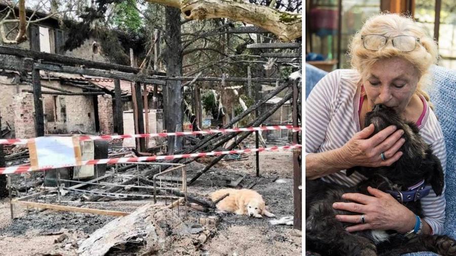 Grosseto, rifugio distrutto dall’incendio: una catena di solidarietà per Helga, l’amica degli animali