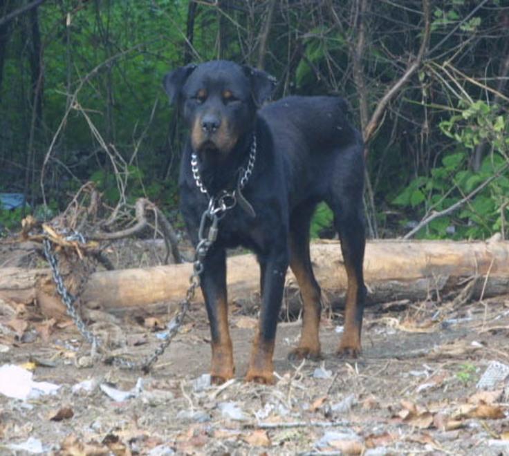 
	Un cane di razza pitbull (foto d'archivio)

