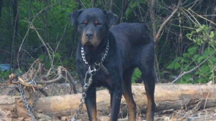 Un cane di razza pitbull (foto d'archivio)
