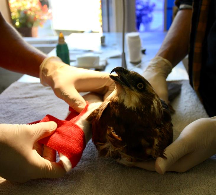 
	La medicazione di una poiana ferita al Cruma Lipu di Livorno

