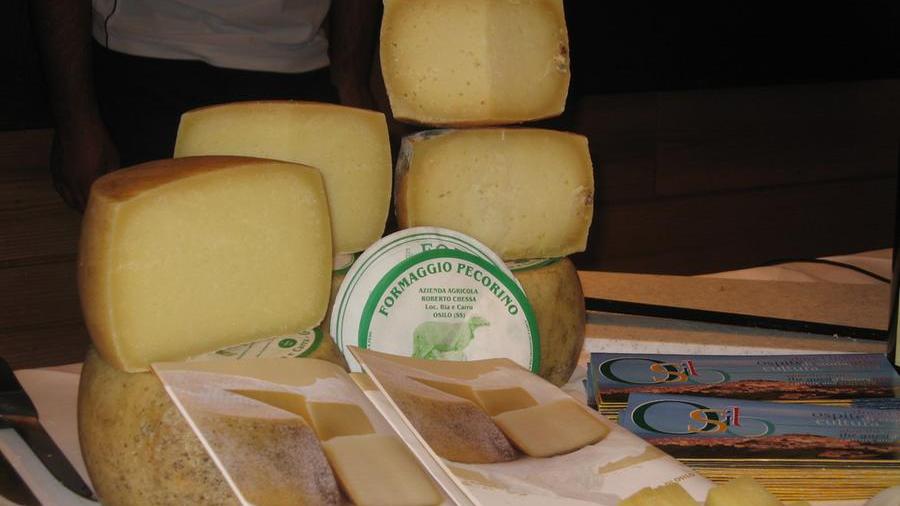 Pecorino romano, elezioni condite da polemiche