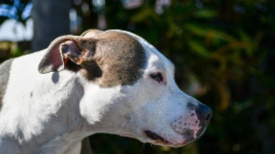 Pisa, bambino azzannato dal pitbull, il racconto della mamma: «Gli è saltato addosso all'improvviso» e spunta un precedente