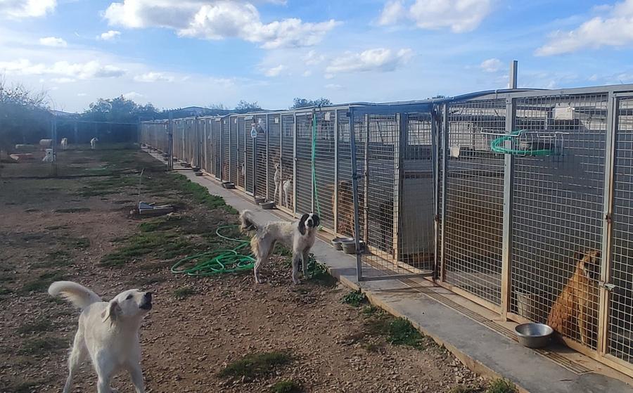 «Tutti i canili sono al completo, a Sassari le adozioni non decollano»
