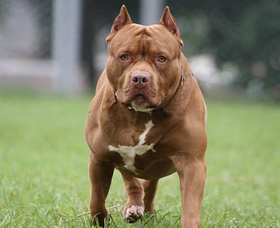 Pavullo, «Il pitbull aveva già morso mia sorella in passato»