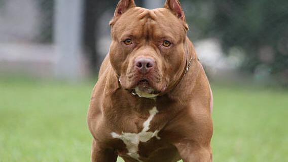 Pavullo, «Il pitbull aveva già morso mia sorella in passato»