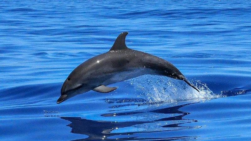 Toscana Cos Gli Inquinanti Uccidono Tartarughe E Delfini Il Tirreno Toscana Cos Gli Inquinanti Uccidono Tartarughe E Delfini Il Tirreno