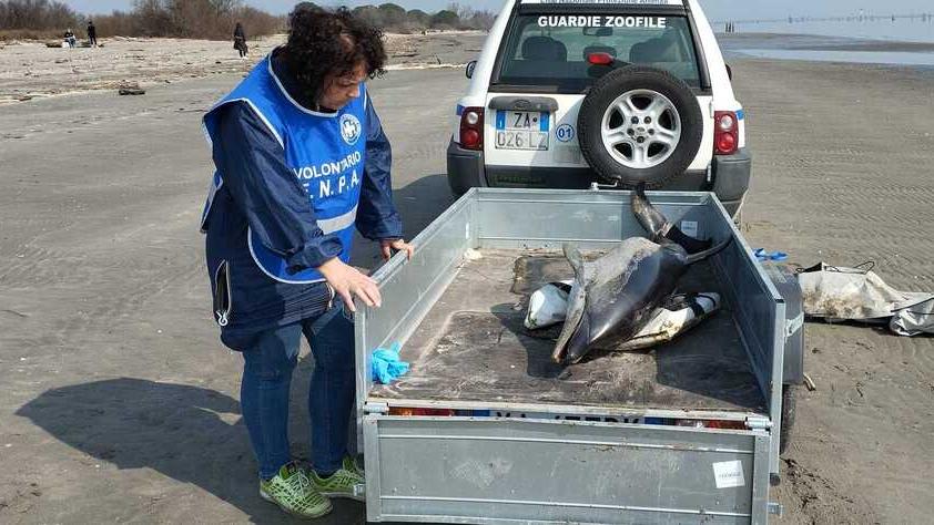 Lido Volano, cucciolo di delfino spiaggiato