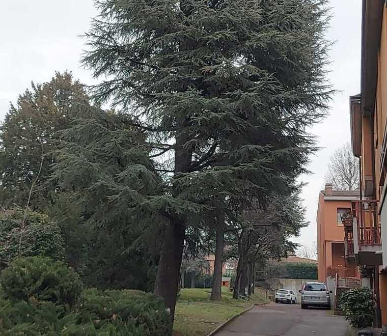 Reggio Emilia, presidio per fare fermare l'abbattimento di sette piante