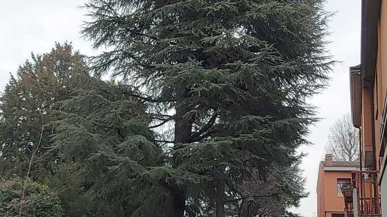 Reggio Emilia, presidio per fare fermare l'abbattimento di sette piante