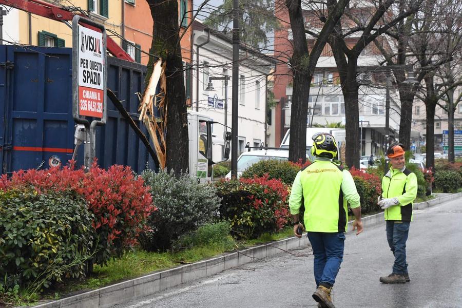 Massa, camion contro un albero in viale Chiesa: traffico in tilt