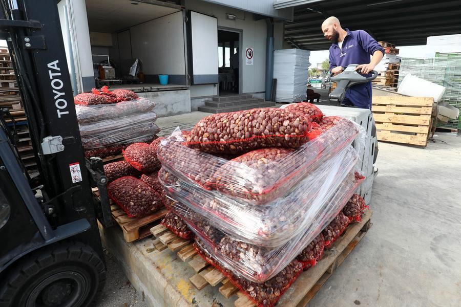 Lido Estensi, sequestrate 3 tonnellate di vongole portoghesi