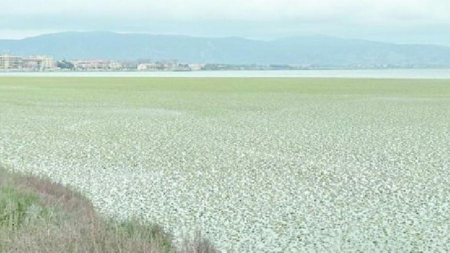 
	Il tappeto di alghe nella laguna di Orbetello

