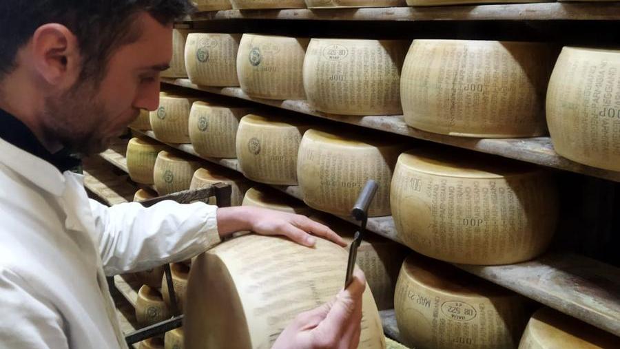 Il battitore di forme di Parmigiano Reggiano, un mestiere per 21 persone al mondo