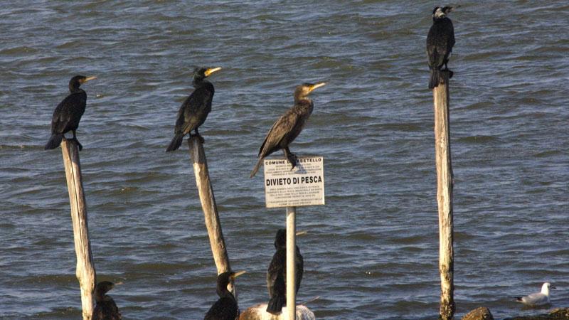 Cormorani nella laguna di Orbetello in una foto di archivio di Enzo Russo