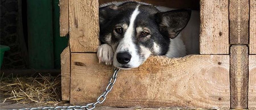 
	Un cane alla catena

