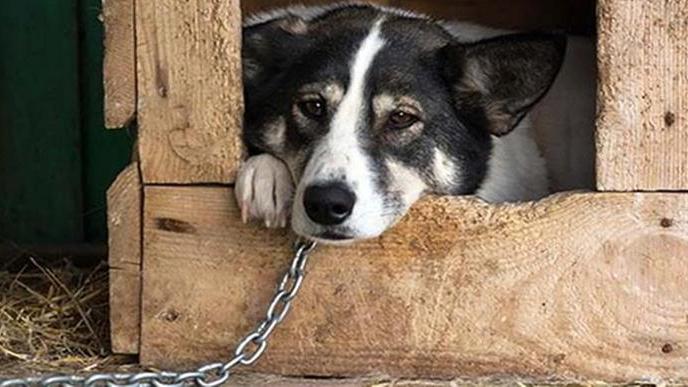 Un cane alla catena
