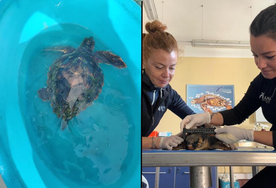 La tartaruga Francesca, salvata nelle acque di Alghero e ricoverata all’Asinara