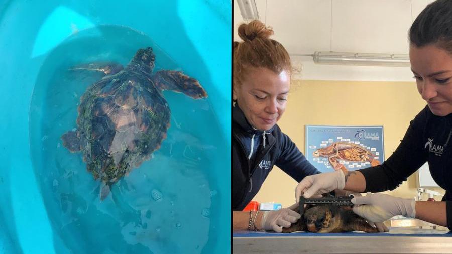 La tartaruga Francesca, salvata nelle acque di Alghero e ricoverata all’Asinara