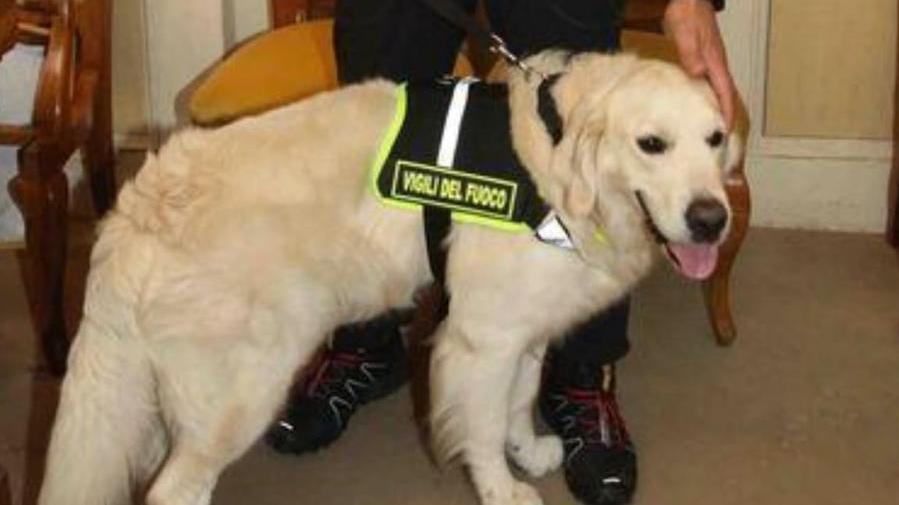 I vigili del fuoco piangono il cane Cartier, intervenne dopo il crollo del ponte Morandi