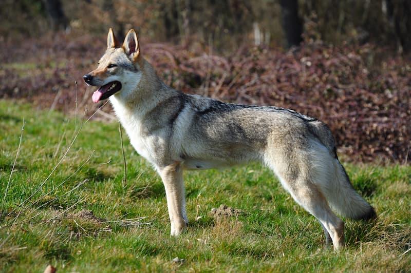 Montese, «Morso al sedere dal cane del sindaco» e Deluca porta il 50enne in ospedale